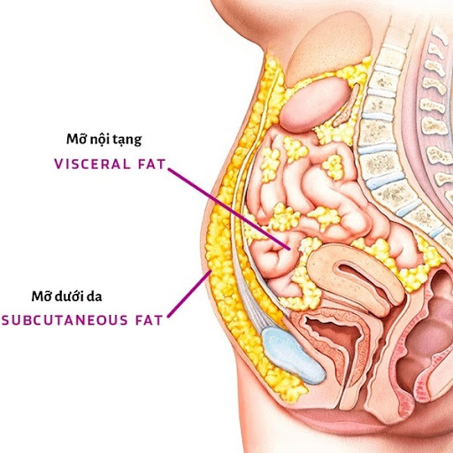 Làm thế nào để giảm 4-6kg mỡ nội tạng trong 21 ngày mà không cần tập luyện vất vả?